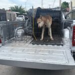 Apoyan Policías Municipales en resguardo de can víctima de maltrato animal