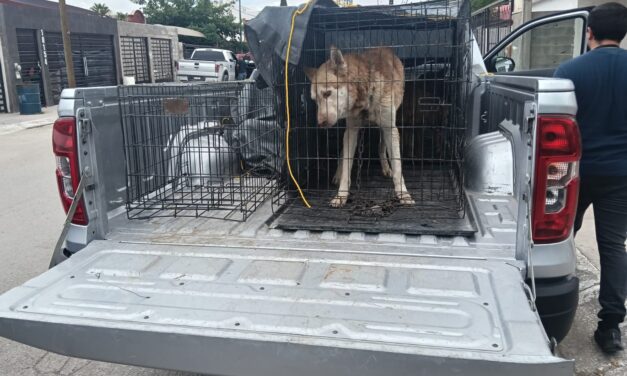 Apoyan Policías Municipales en resguardo de can víctima de maltrato animal