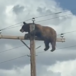 🐻⚡ ¡Oso trepa poste de electricidad y paraliza una carretera en Estados Unidos!