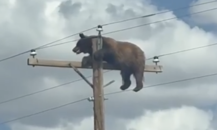 🐻⚡ ¡Oso trepa poste de electricidad y paraliza una carretera en Estados Unidos!