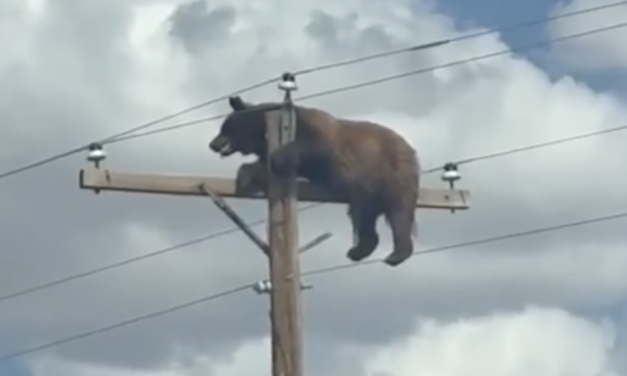 🐻⚡ ¡Oso trepa poste de electricidad y paraliza una carretera en Estados Unidos!