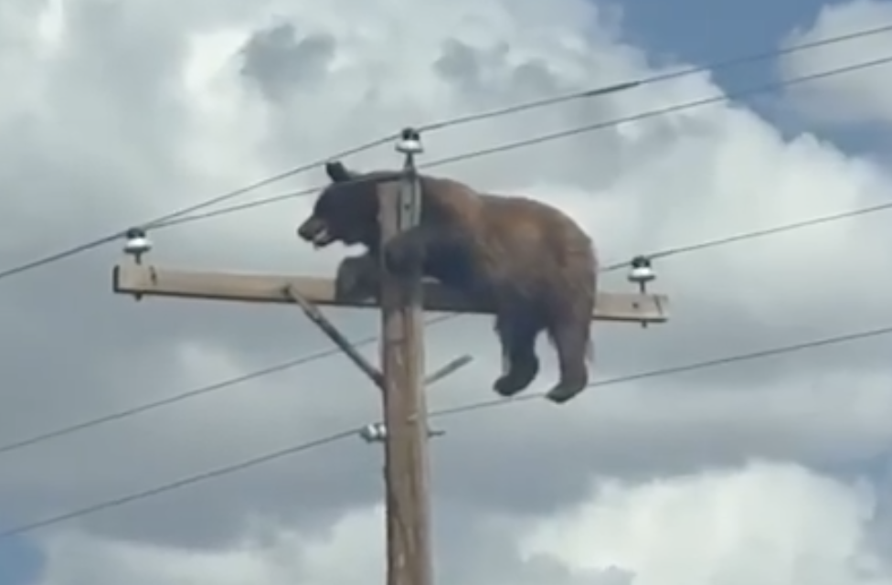 🐻⚡ ¡Oso trepa poste de electricidad y paraliza una carretera en Estados Unidos!