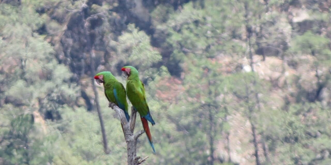 Captan guacamaya verde en el Parque Nacional Cascada de Basaseachic; refuerzan acciones de conservación