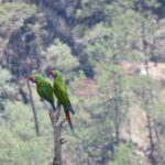 Captan guacamaya verde en el Parque Nacional Cascada de Basaseachic; refuerzan acciones de conservación