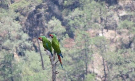 Captan guacamaya verde en el Parque Nacional Cascada de Basaseachic; refuerzan acciones de conservación