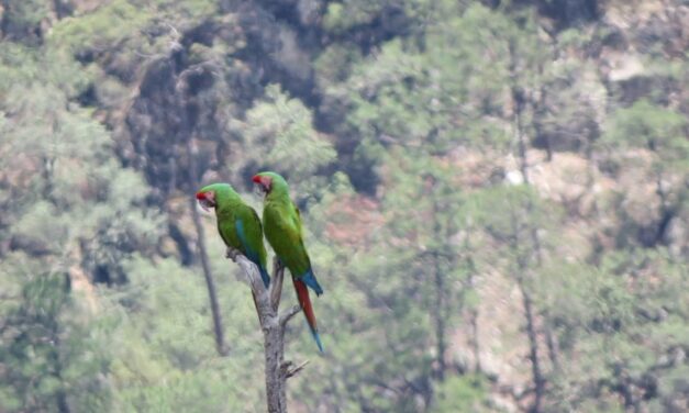 Captan guacamaya verde en el Parque Nacional Cascada de Basaseachic; refuerzan acciones de conservación