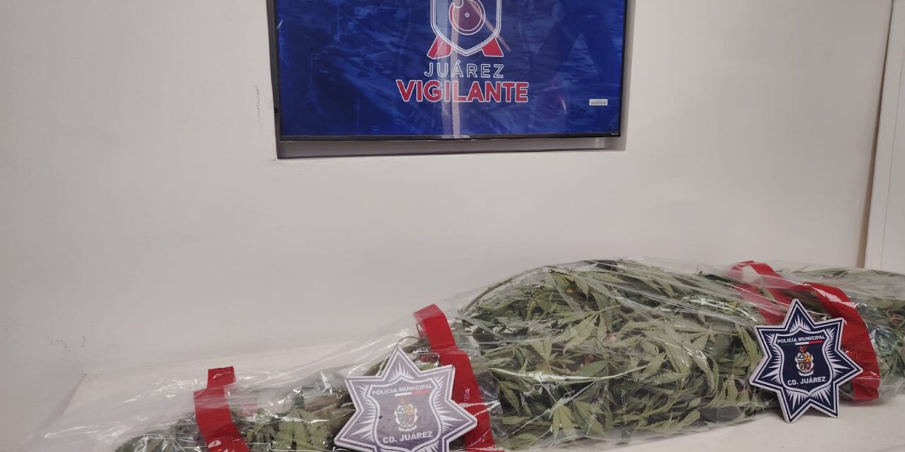 Pa’ Las Reumas: aseguran planta de marihuana de dos metros en el Dren 2-A tras denuncia ciudadana