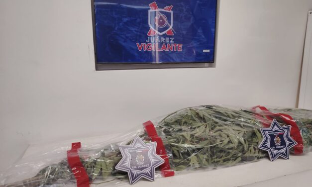 “Pa’ Las Reumas”: aseguran planta de marihuana de dos metros en el Dren 2-A tras denuncia ciudadana