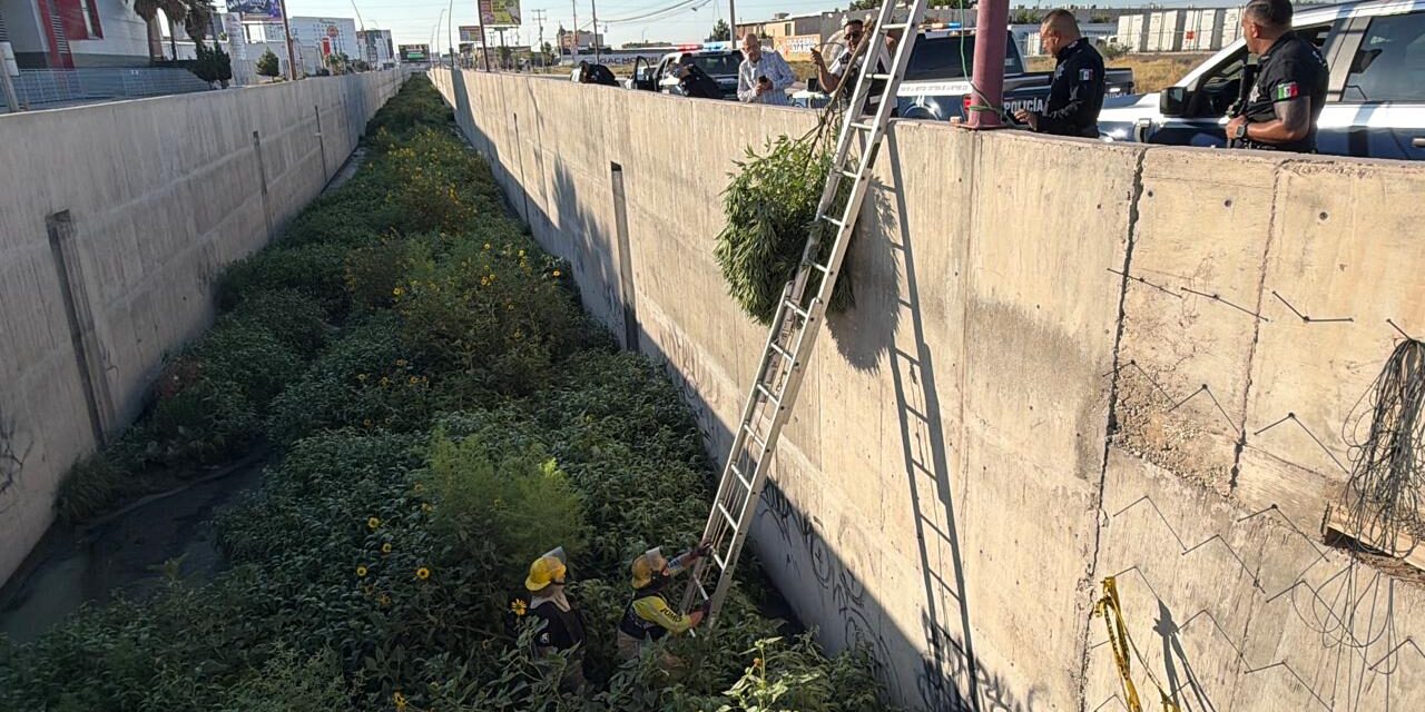 Pa’ Las Reumas: aseguran planta de marihuana de dos metros en el Dren 2-A tras denuncia ciudadana