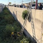 Pa’ Las Reumas: aseguran planta de marihuana de dos metros en el Dren 2-A tras denuncia ciudadana