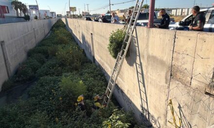 Pa’ Las Reumas: aseguran planta de marihuana de dos metros en el Dren 2-A tras denuncia ciudadana