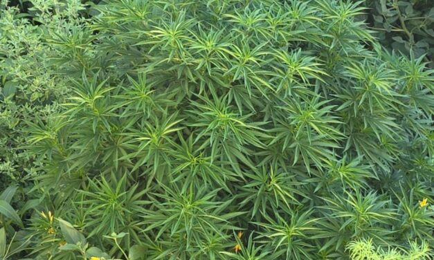 “Pa’ Las Reumas”: aseguran planta de marihuana de dos metros en el Dren 2-A tras denuncia ciudadana