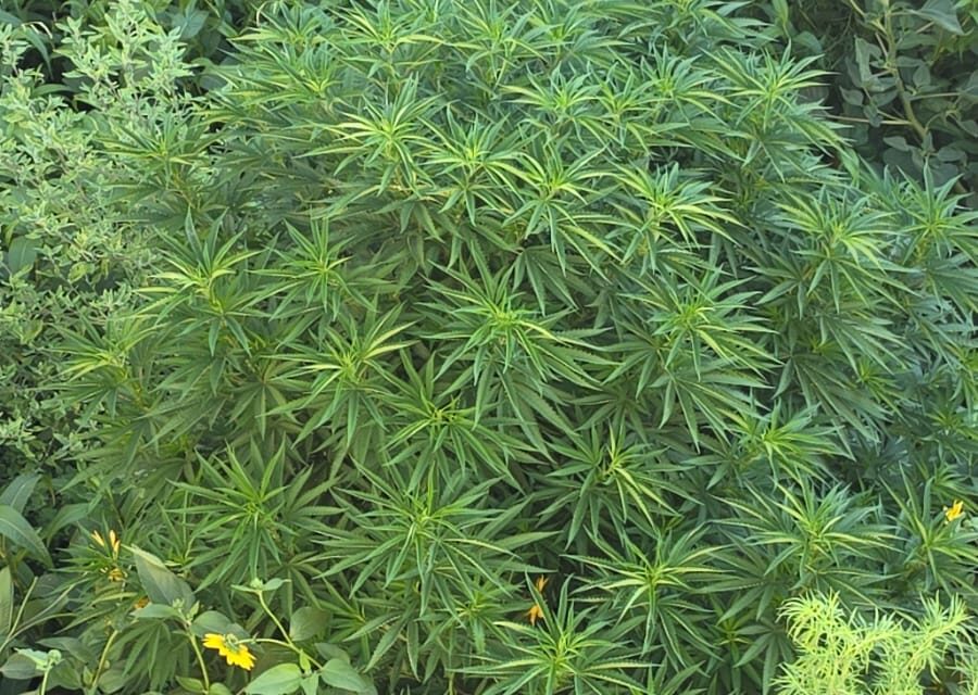 Pa’ Las Reumas: aseguran planta de marihuana de dos metros en el Dren 2-A tras denuncia ciudadana