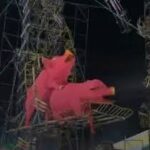 🔥 Indignación en feria de Puebla: desatan polémica por pirotecnia con figuras de cerditos apareándose