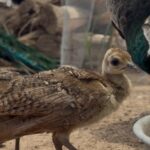 Nacen cinco nuevos pavorreales en el Parque Central