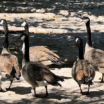 Llegan gansos canadienses al Parque Central tras recorrer miles de kilómetros