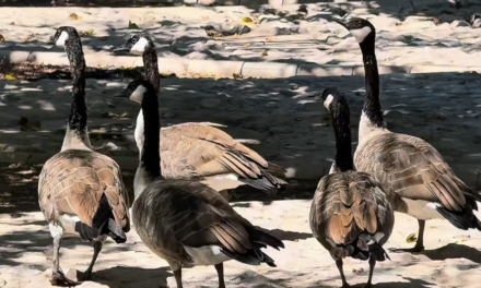 Llegan gansos canadienses al Parque Central tras recorrer miles de kilómetros