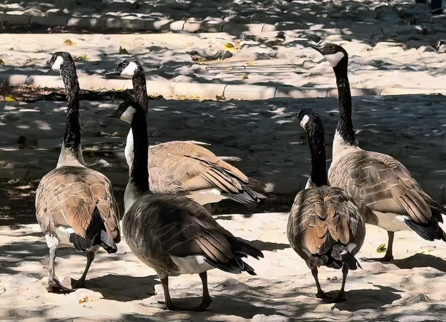 Llegan gansos canadienses al Parque Central tras recorrer miles de kilómetros