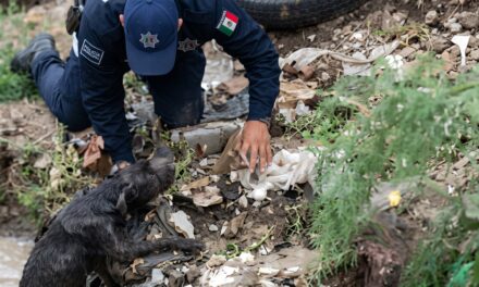 Policías se meten a la corriente y rescatan a perrito que era arrastrado por el agua