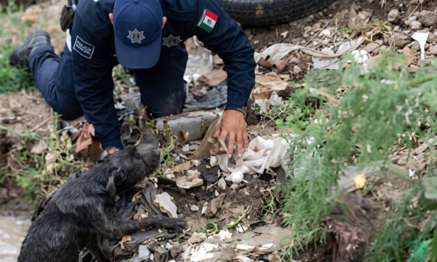 Policías se meten a la corriente y rescatan a perrito que era arrastrado por el agua