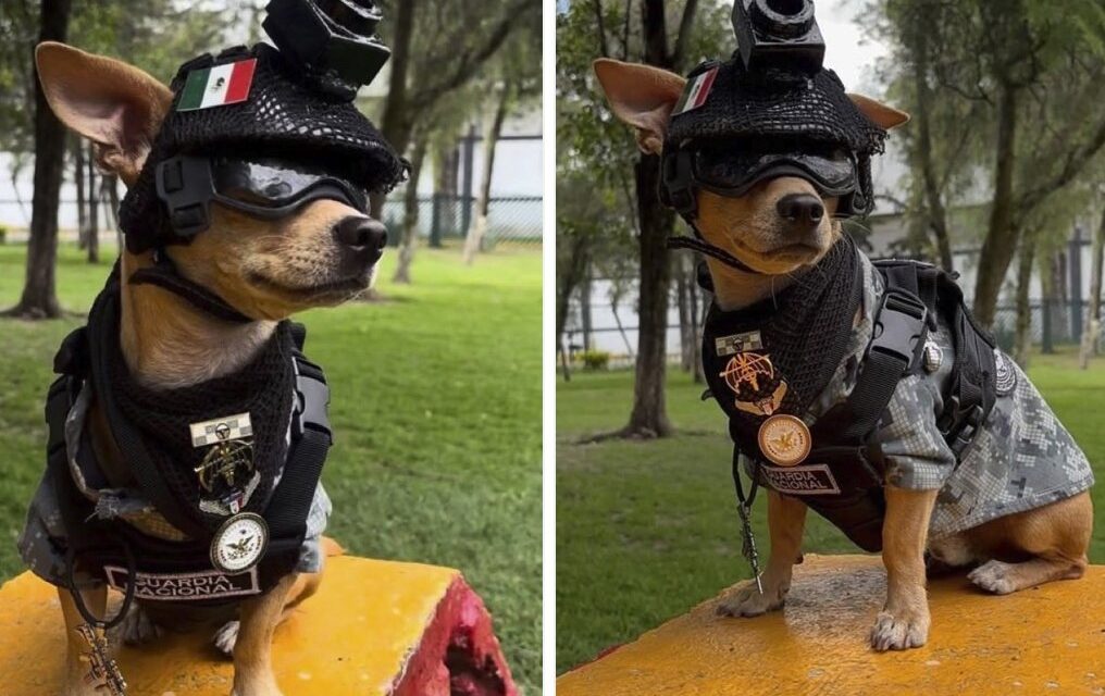 “Comando Chihuahua”, el pequeño elemento de la Guardia Nacional que demuestra que el tamaño no importa