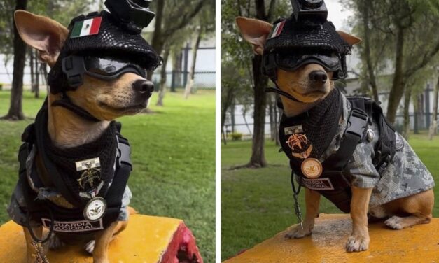 “Comando Chihuahua”, el pequeño elemento de la Guardia Nacional que demuestra que el tamaño no importa