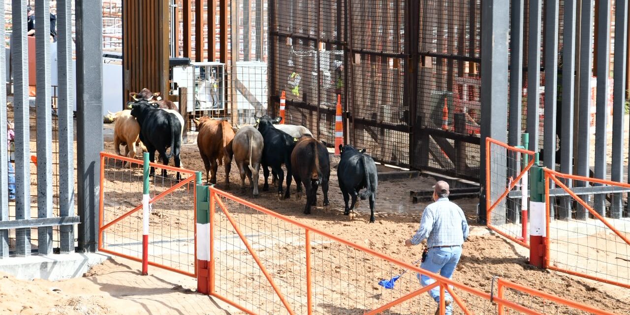 Reanuda Chihuahua exportación de ganado a Estados Unidos por San Jerónimo