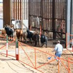 Reanuda Chihuahua exportación de ganado a Estados Unidos por San Jerónimo