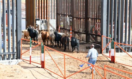Reanuda Chihuahua exportación de ganado a Estados Unidos por San Jerónimo