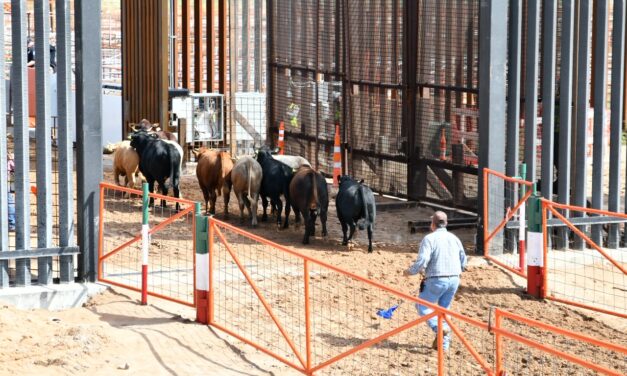 Reanuda Chihuahua exportación de ganado a Estados Unidos por San Jerónimo