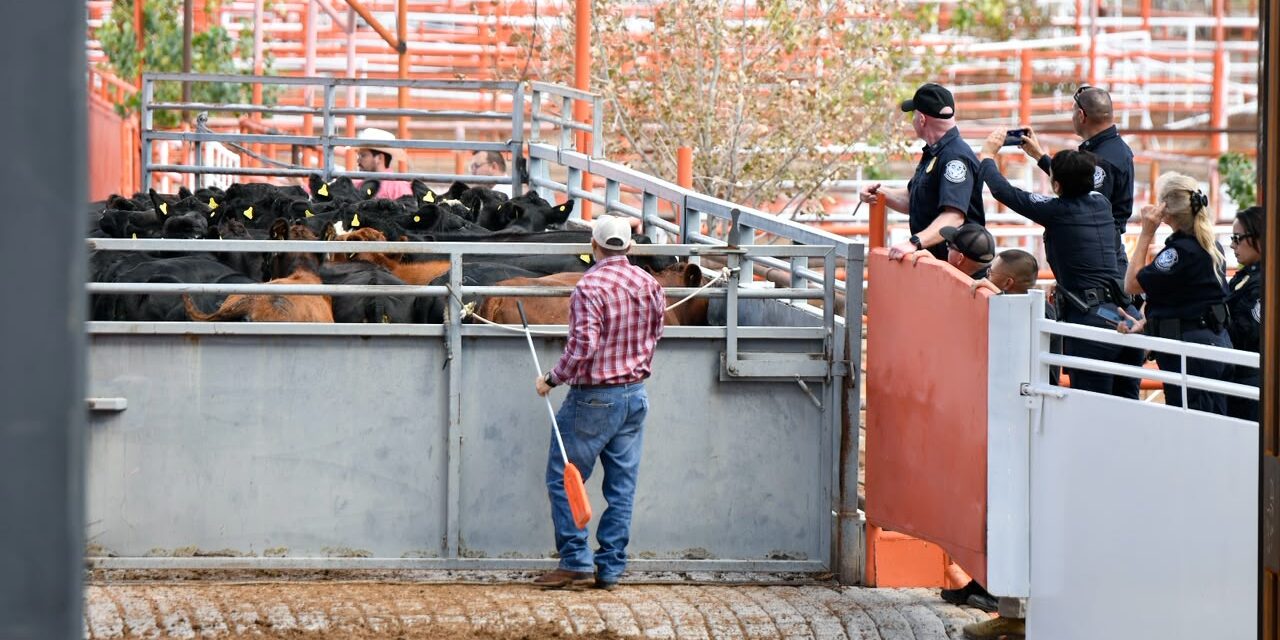 Reanuda Chihuahua exportación de ganado a Estados Unidos por San Jerónimo