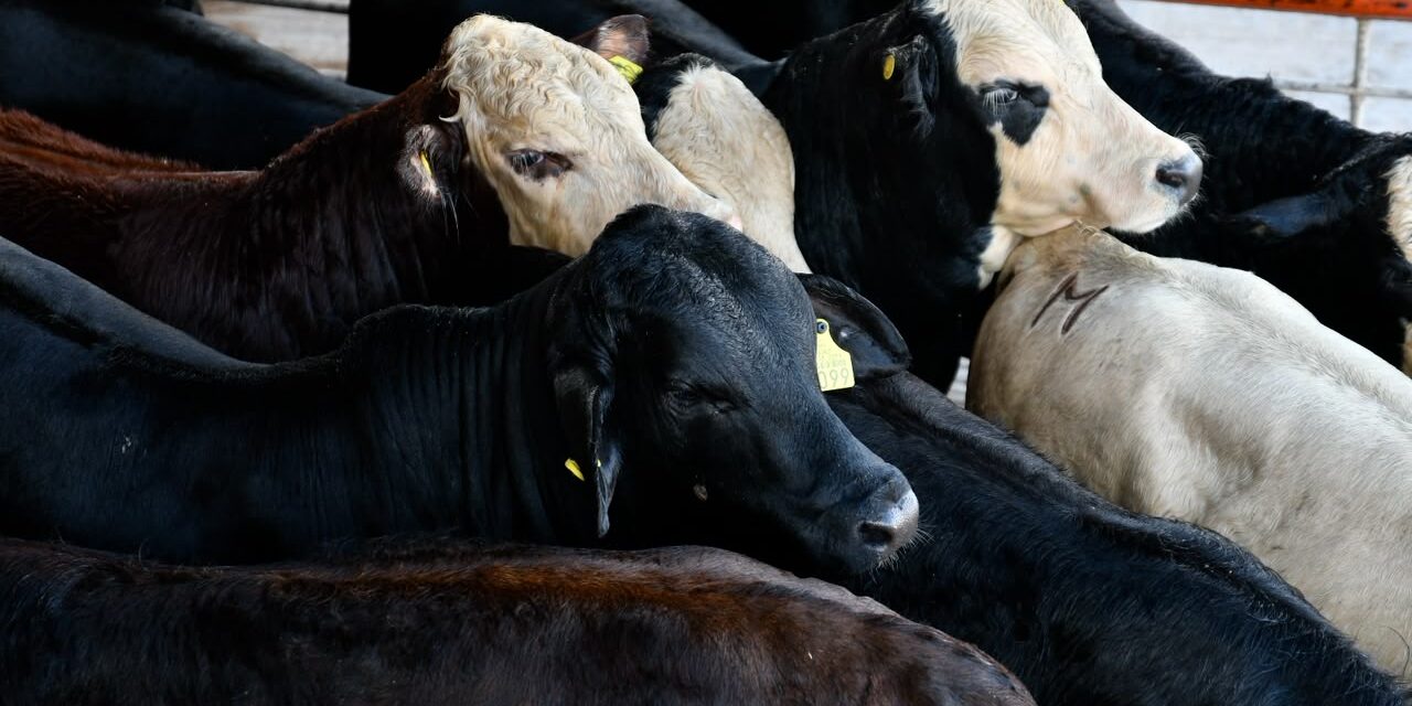 Reanuda Chihuahua exportación de ganado a Estados Unidos por San Jerónimo