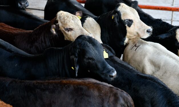 Reanuda Chihuahua exportación de ganado a Estados Unidos por San Jerónimo