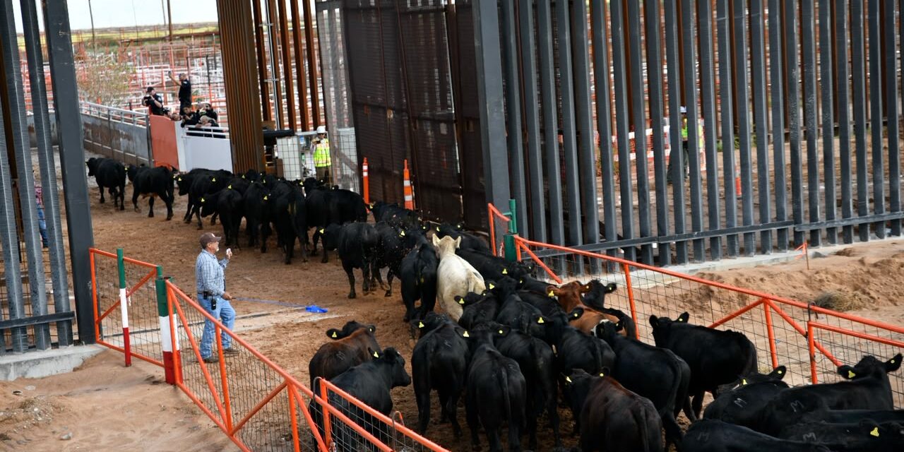 Reanuda Chihuahua exportación de ganado a Estados Unidos por San Jerónimo