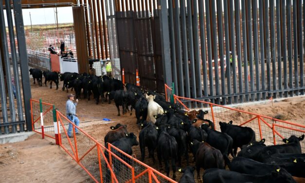 Reanuda Chihuahua exportación de ganado a Estados Unidos por San Jerónimo