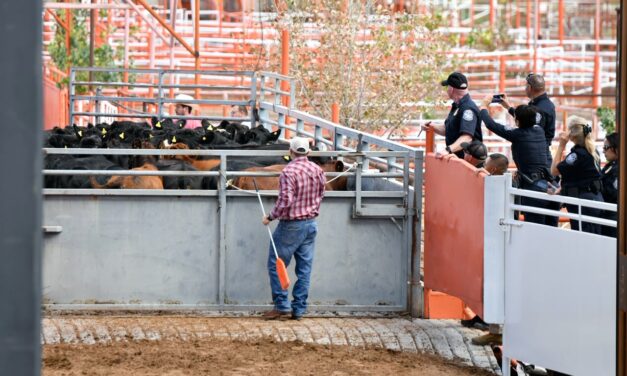 Reanuda Chihuahua exportación de ganado a Estados Unidos por San Jerónimo