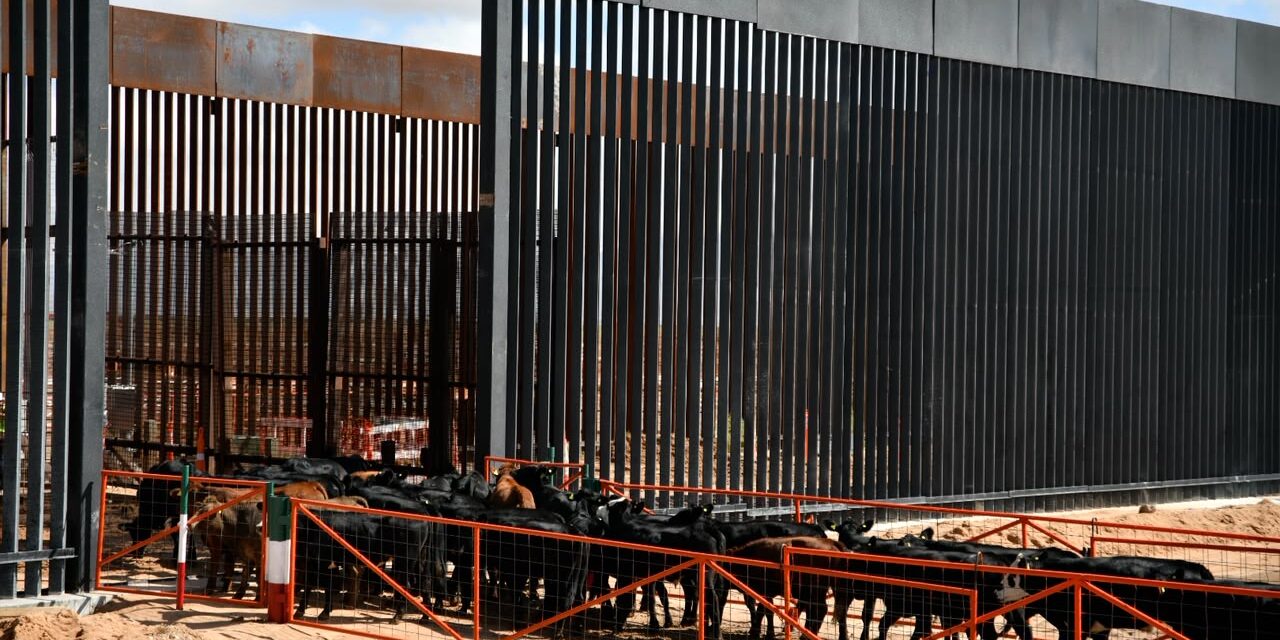 Reanuda Chihuahua exportación de ganado a Estados Unidos por San Jerónimo