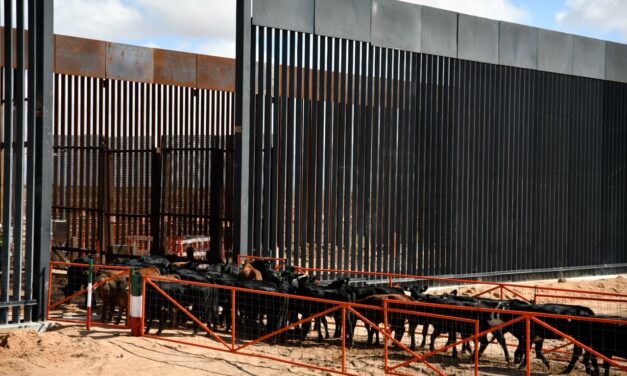 Reanuda Chihuahua exportación de ganado a Estados Unidos por San Jerónimo