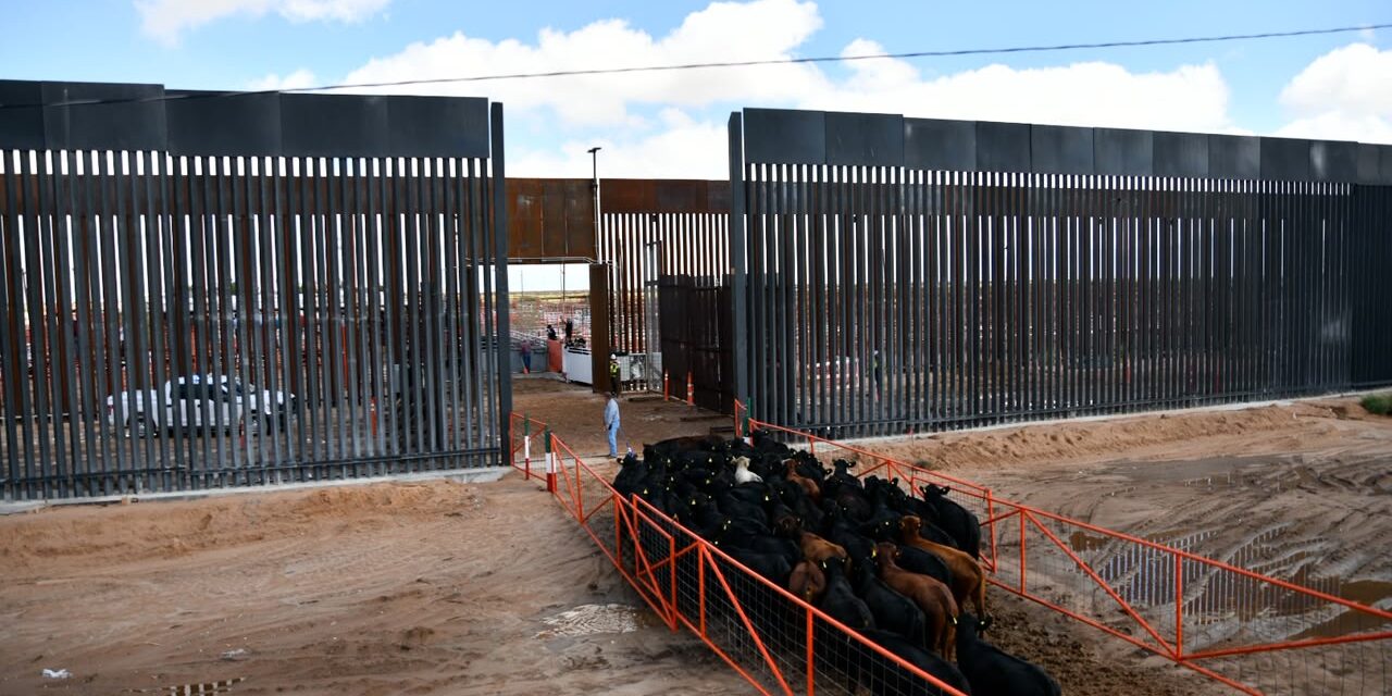 Reanuda Chihuahua exportación de ganado a Estados Unidos por San Jerónimo