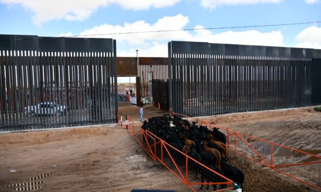 Reanuda Chihuahua exportación de ganado a Estados Unidos por San Jerónimo