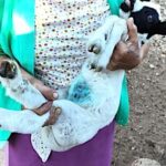 Chihuahua lanza alerta por remedios caseros contra el gusano barrenador: aceite, chile y cloro pueden agravar las heridas