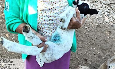 Chihuahua lanza alerta por remedios caseros contra el gusano barrenador: aceite, chile y cloro pueden agravar las heridas