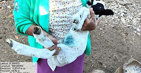 Chihuahua lanza alerta por remedios caseros contra el gusano barrenador: aceite, chile y cloro pueden agravar las heridas