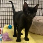Suspende DABA adopciones de gatos durante octubre