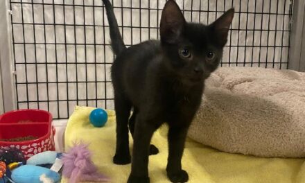 Suspende DABA adopciones de gatos durante octubre
