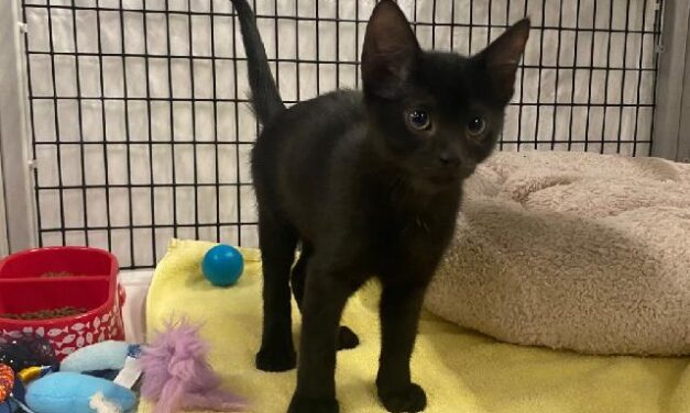 Suspende DABA adopciones de gatos durante octubre