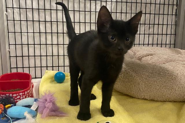 Suspende DABA adopciones de gatos durante octubre