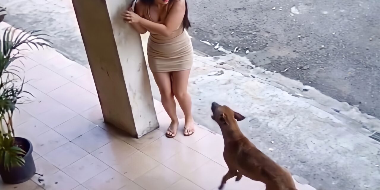 ¿Un ladrido que le salvó la vida? Perro alerta a mujer antes de un derrumbe