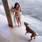 ¿Un ladrido que le salvó la vida? Perro alerta a mujer antes de un derrumbe