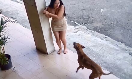 ¿Un ladrido que le salvó la vida? Perro alerta a mujer antes de un derrumbe